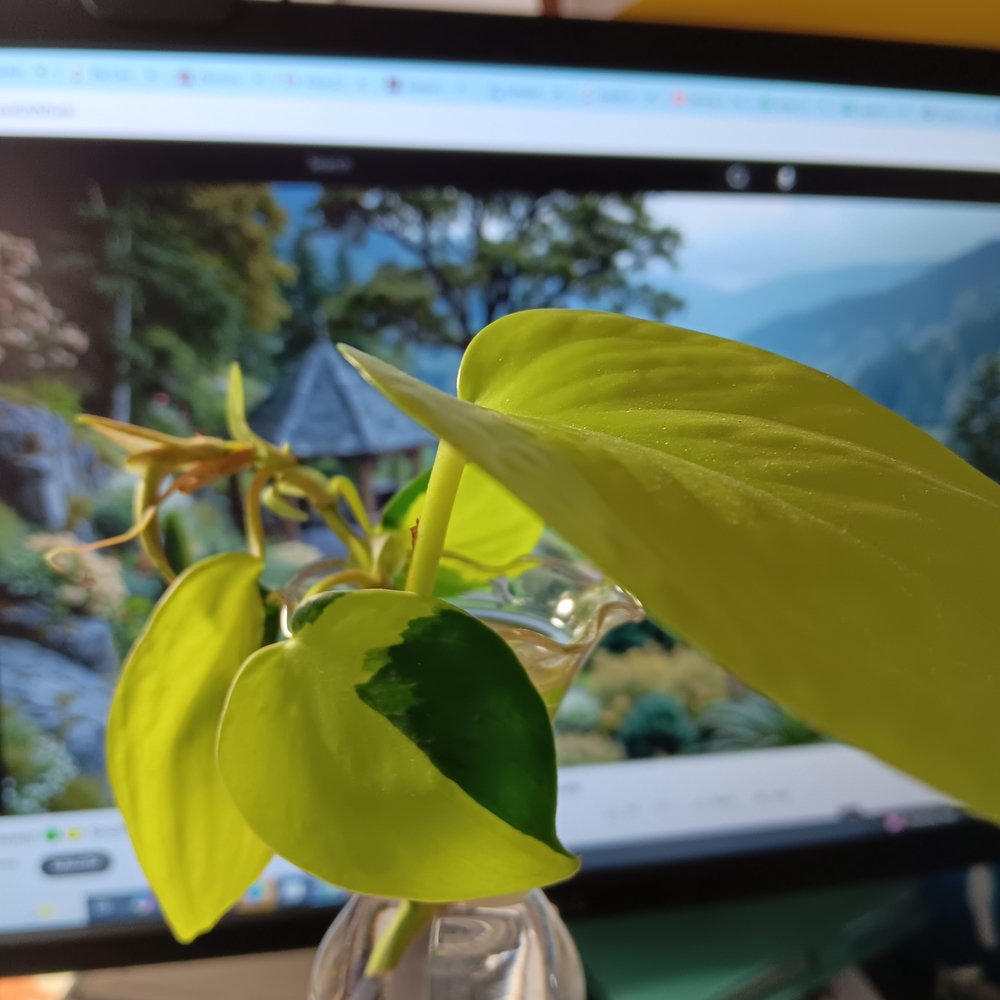 Vibrant Green Pothos Neon and Marble cuttings